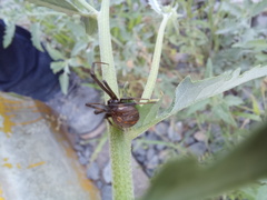 Latrodectus geometricus