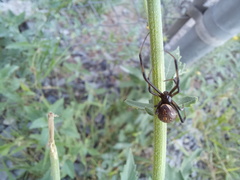 Latrodectus geometricus