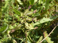 Pedicularis palustris