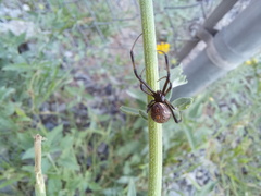 Latrodectus geometricus