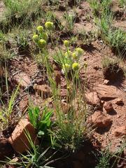 Lasiosiphon sericocephalus