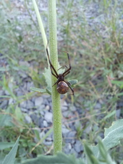 Latrodectus geometricus