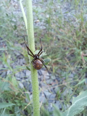 Latrodectus geometricus
