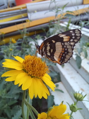 Chlosyne lacinia adjutrix