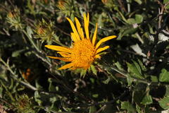 Berkheya fruticosa