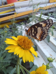 Chlosyne lacinia adjutrix