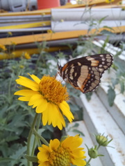 Chlosyne lacinia adjutrix