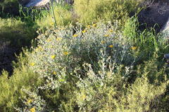 Berkheya fruticosa