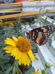 Chlosyne lacinia adjutrix