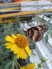 Chlosyne lacinia adjutrix
