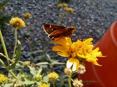 Hesperiidae