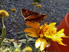 Hesperiidae