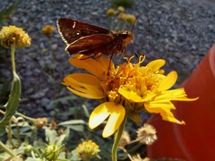 Hesperiidae