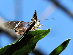 Astraptes fulgerator azul