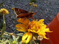 Hesperiidae