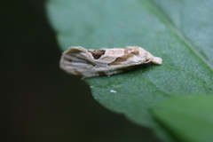 Aethes angustana
