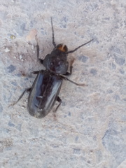 Mallodon