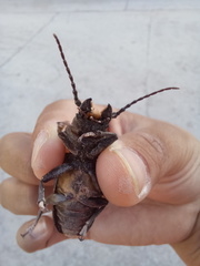 Mallodon