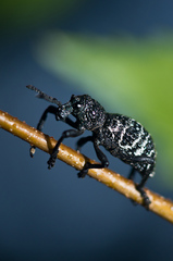 Aegorhinus superciliosus