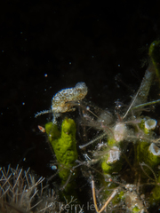 Synaptula hydriformis