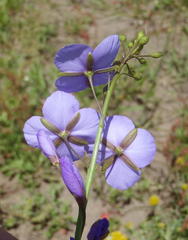 Heliophila subulata