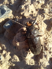 Mallodon
