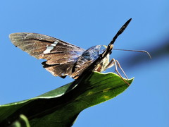 Astraptes fulgerator azul