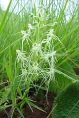 Habenaria kraenzliniana