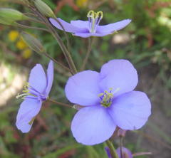 Heliophila subulata
