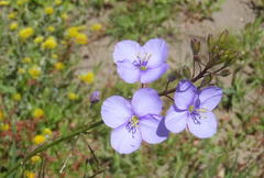 Heliophila subulata