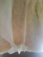 Catathelasma