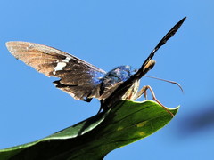 Astraptes fulgerator azul