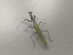 Iris oratoria
