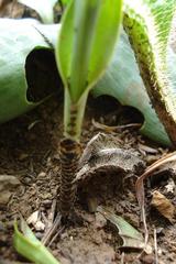 Habenaria pseudociliosa