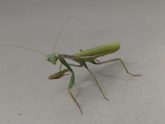 Iris oratoria