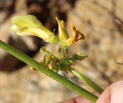 Oxalis pes-caprae pes-caprae