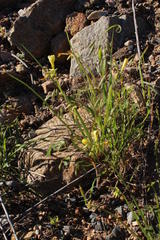 Oxalis pes-caprae pes-caprae