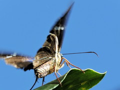 Astraptes fulgerator azul