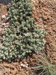 Helichrysum cerastioides