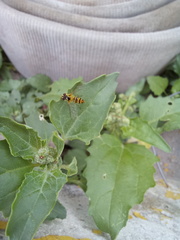 Allograpta obliqua