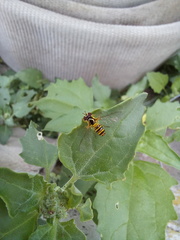 Allograpta obliqua