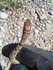 Masticophis flagellum
