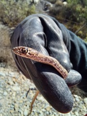 Masticophis flagellum