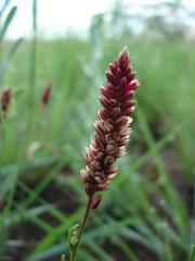 Hermbstaedtia odorata