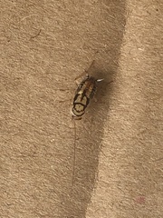 Aglaopteryx gemma