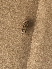 Aglaopteryx gemma