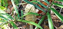 Zamia loddigesii