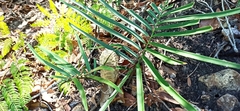 Zamia loddigesii