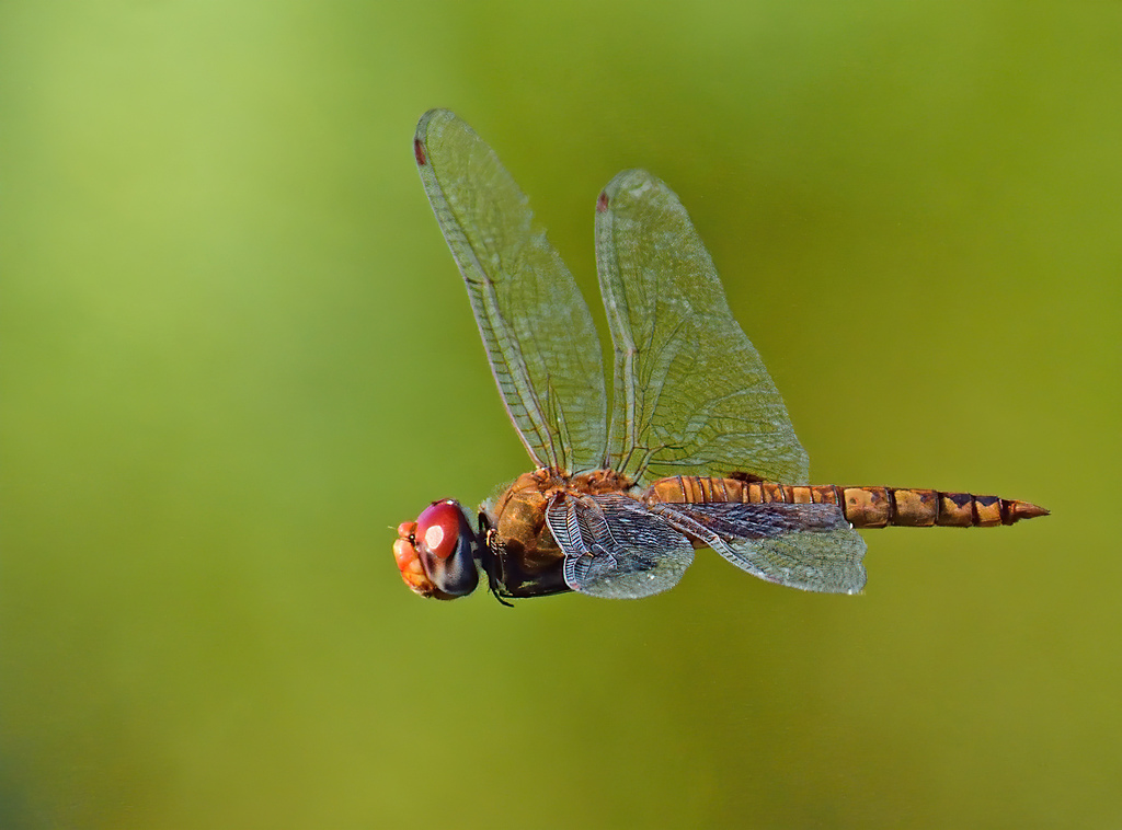 Spot-winged Glider