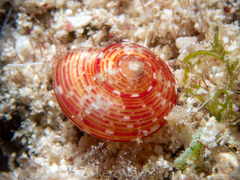Tegula gruneri